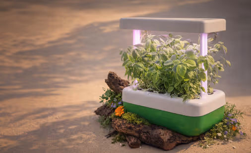 Indoor smart garden device with herbs growing under purple LED lights on a sandy surface with wood and flowers nearby.