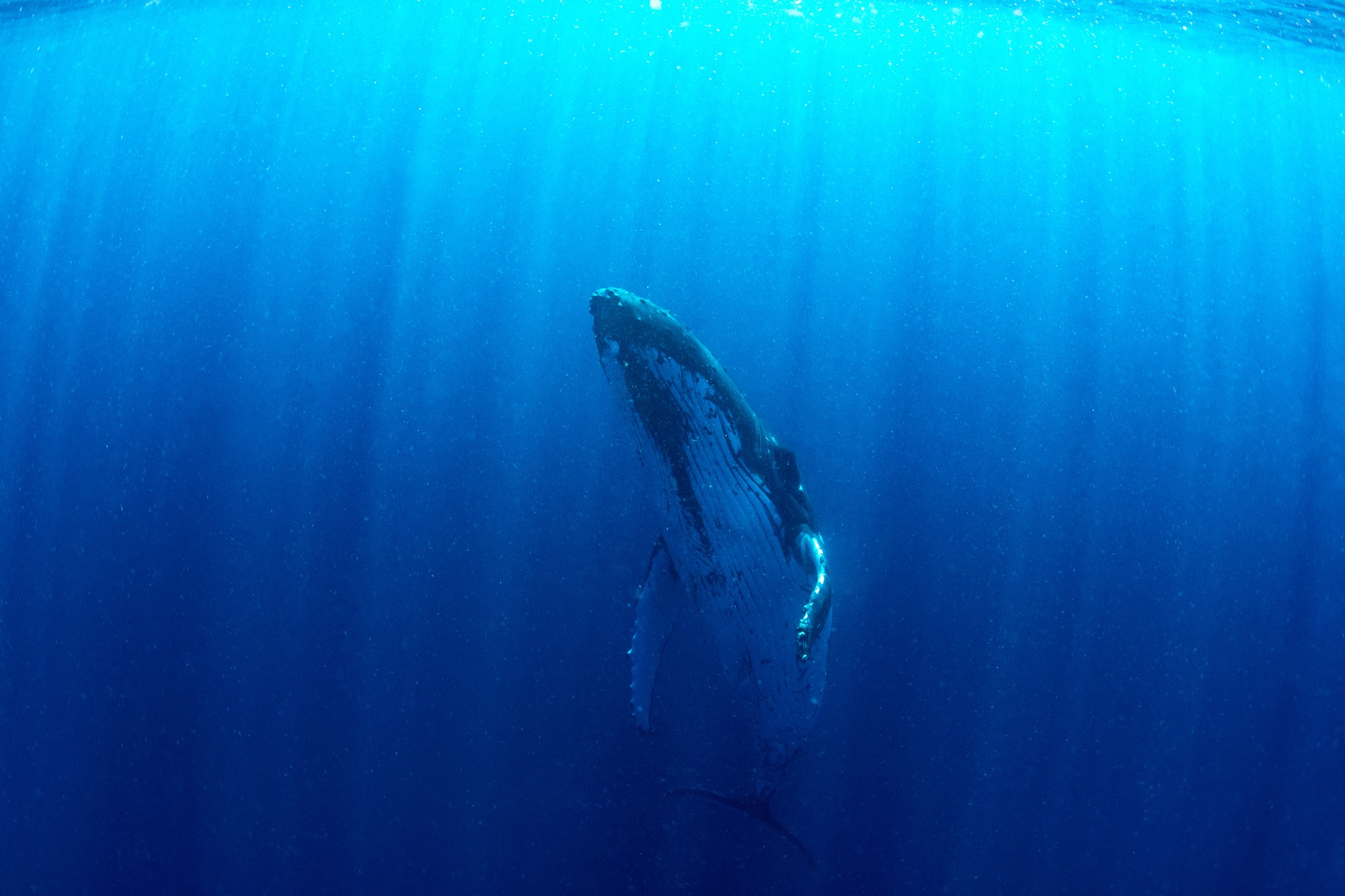 Megattere nelle acque del Regno di Tonga, nel Pacifico