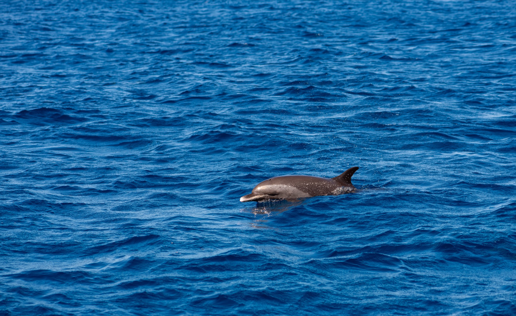Stenelle maculate pantropicali (Stenella attenuata) nelle acque dei Caraibi