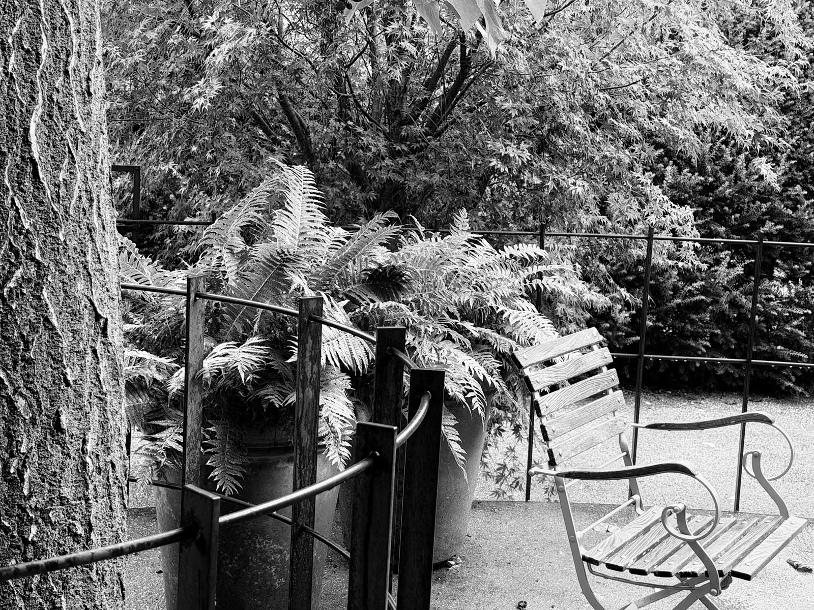 Leerer Holzstuhl neben großen Farnen und Bäumen in einem Garten, schwarz-weiß Foto.