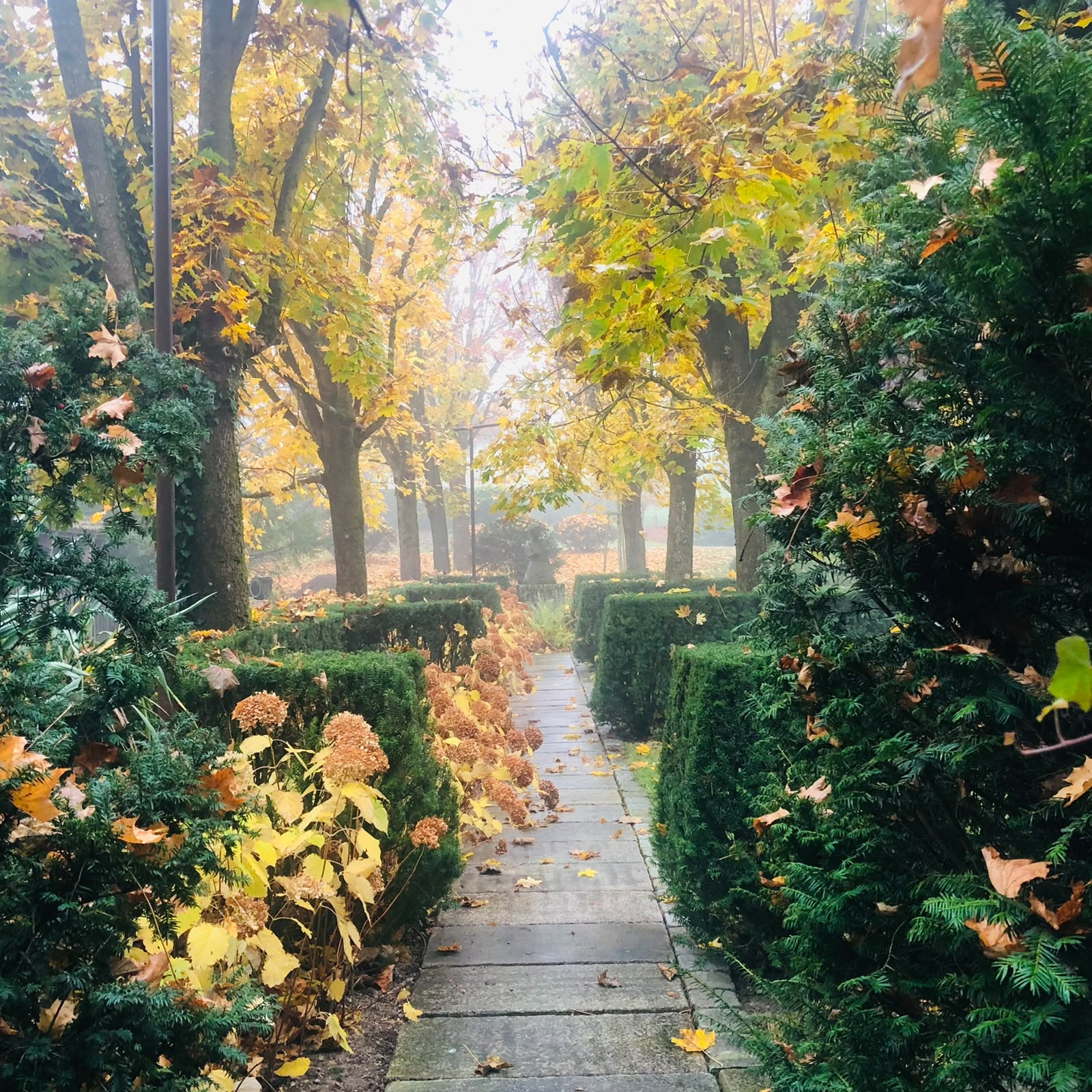 Ein Baumweg mit grünen Hecken und bunten Herbstblättern an Bäumen und Boden.