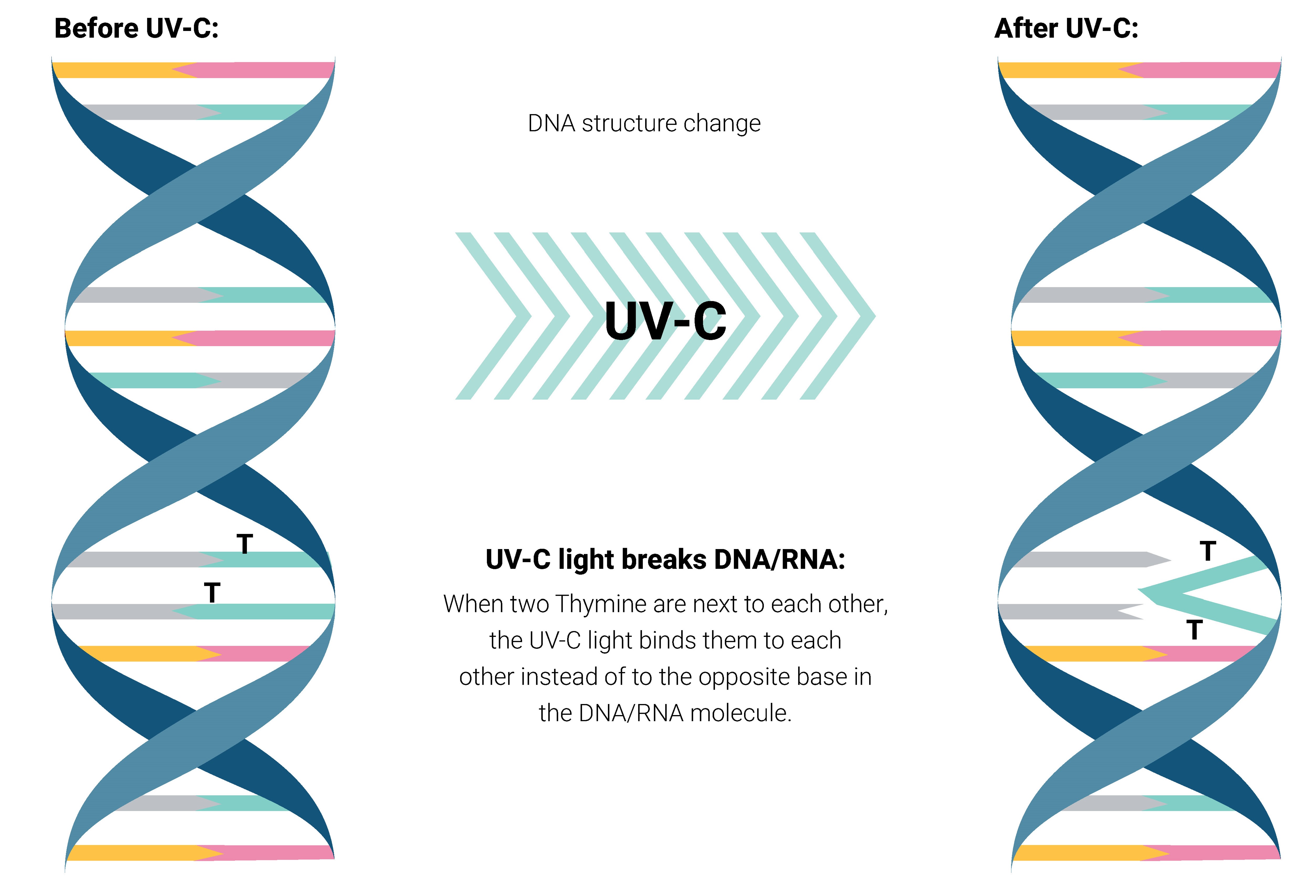 DNA Afbreken met UV-C licht