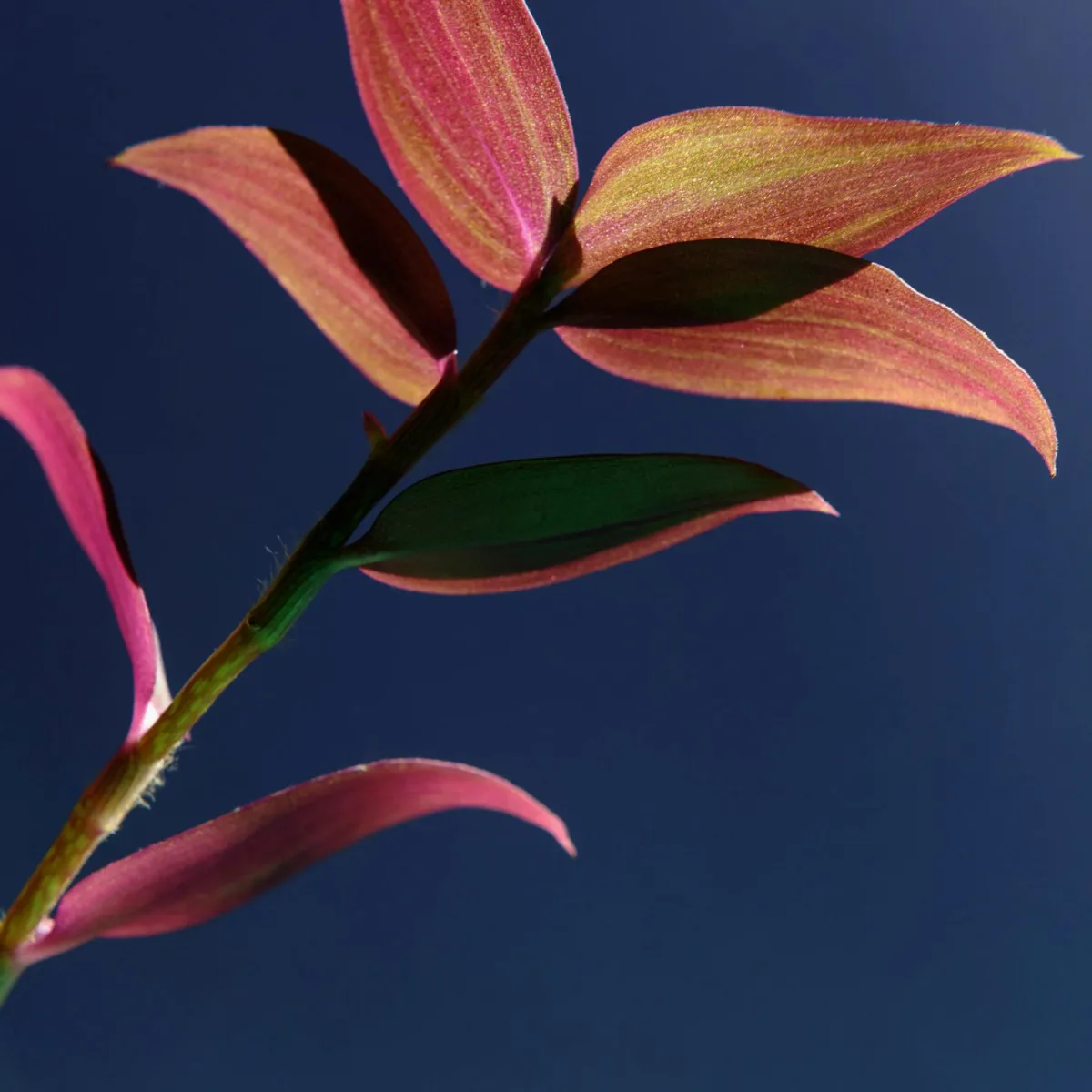 Close-up of a plant stem with elongated pink and green leaves against a deep blue background.