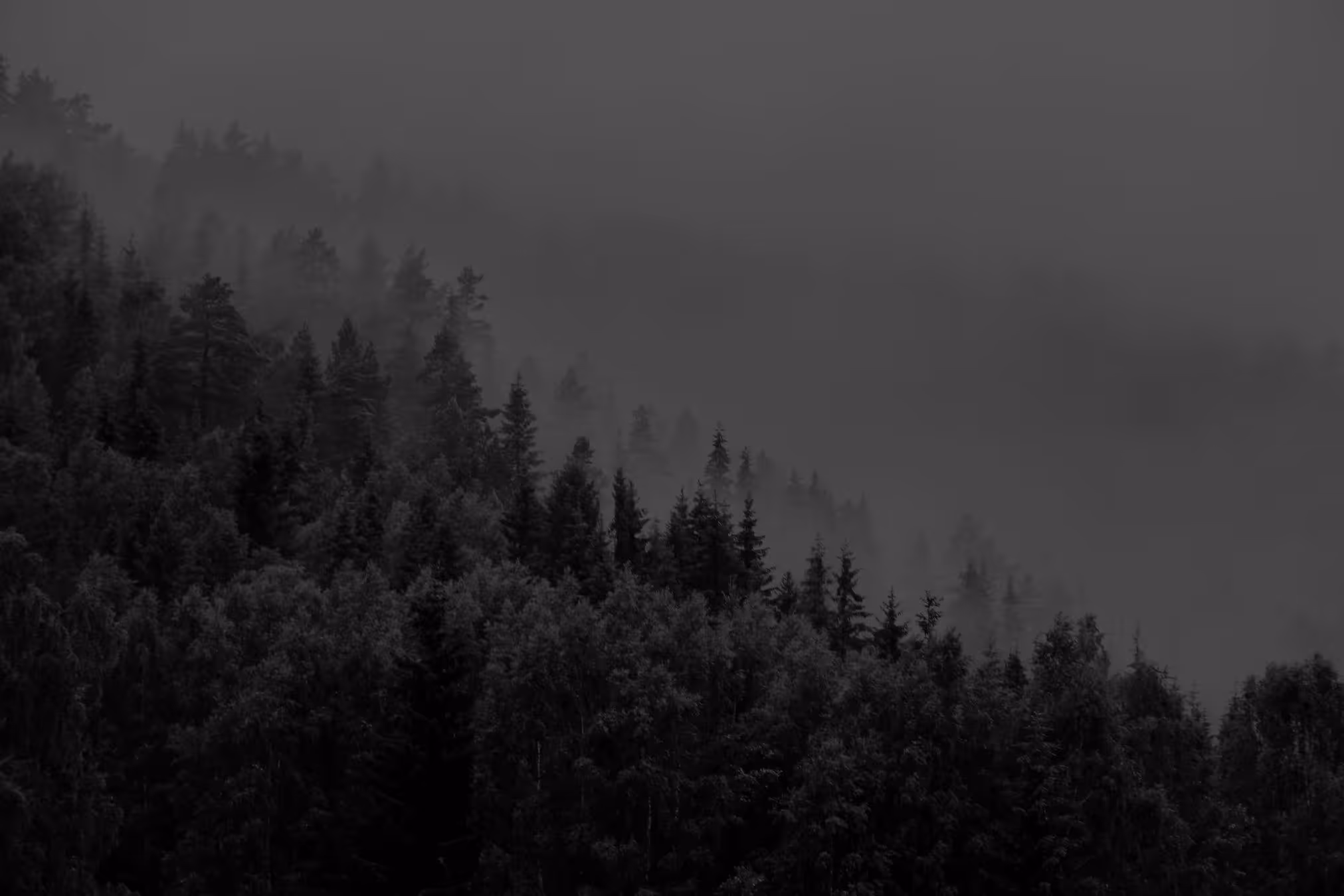 Dense forest with tall evergreen trees shrouded in mist on a foggy day.
