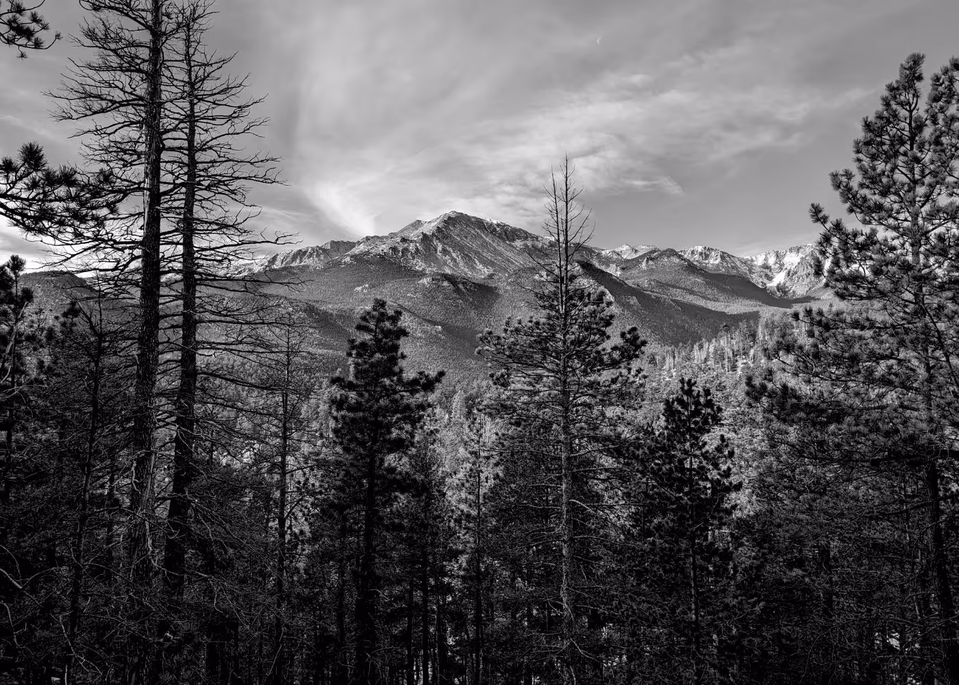 Black and white photo of a mountain range with scattered snow on peaks, seen through tall pine trees in the foreground.