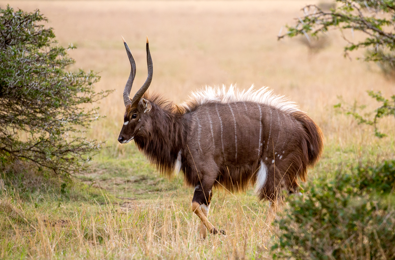 African plains game hunting safari South Africa. Large Nyala bull