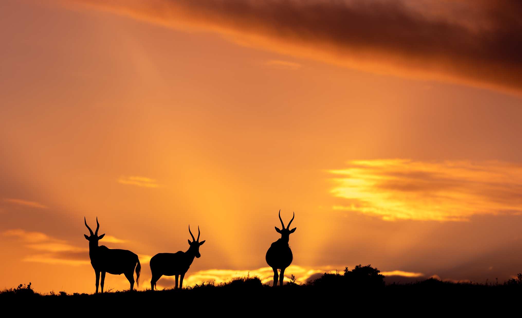 African plains game hunting safari South Africa