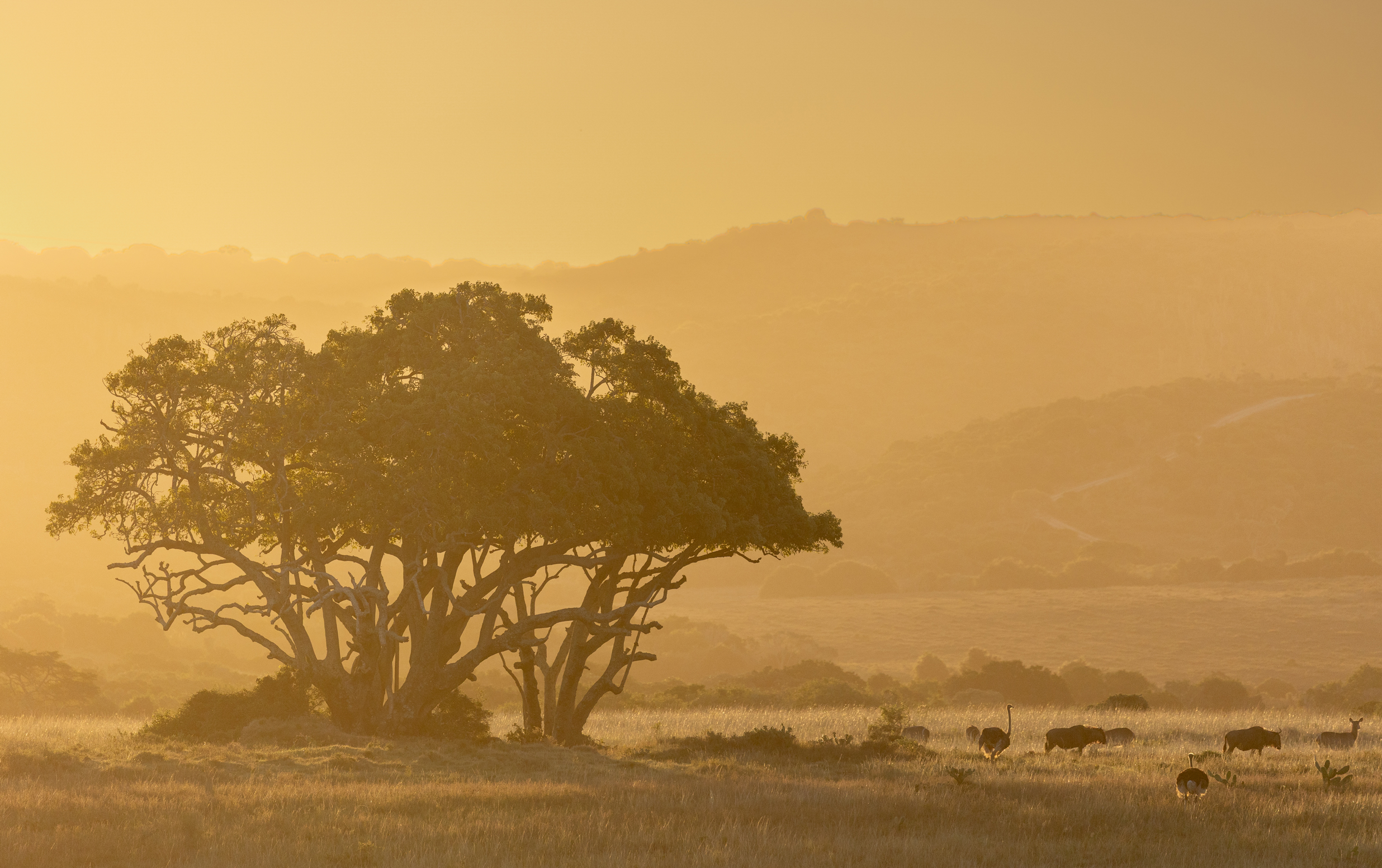 African plains game hunting safari South Africa
