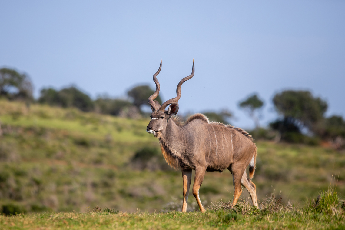 African plains game hunting safari South Africa. Kudu bull