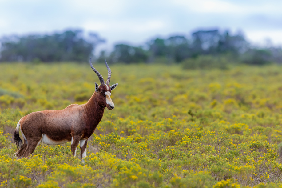 African plains game hunting safari South Africa.  Blesbuck
