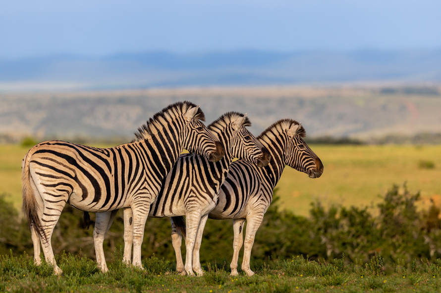 African plains game hunting safari South Africa.  Zebra