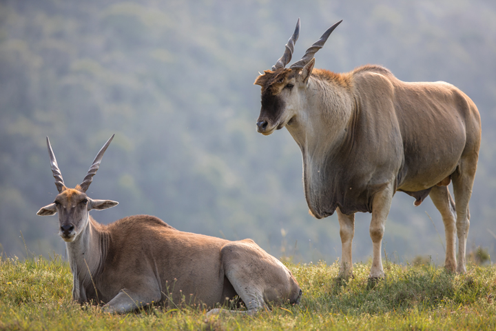 African plains game hunting safari South Africa.  Eland