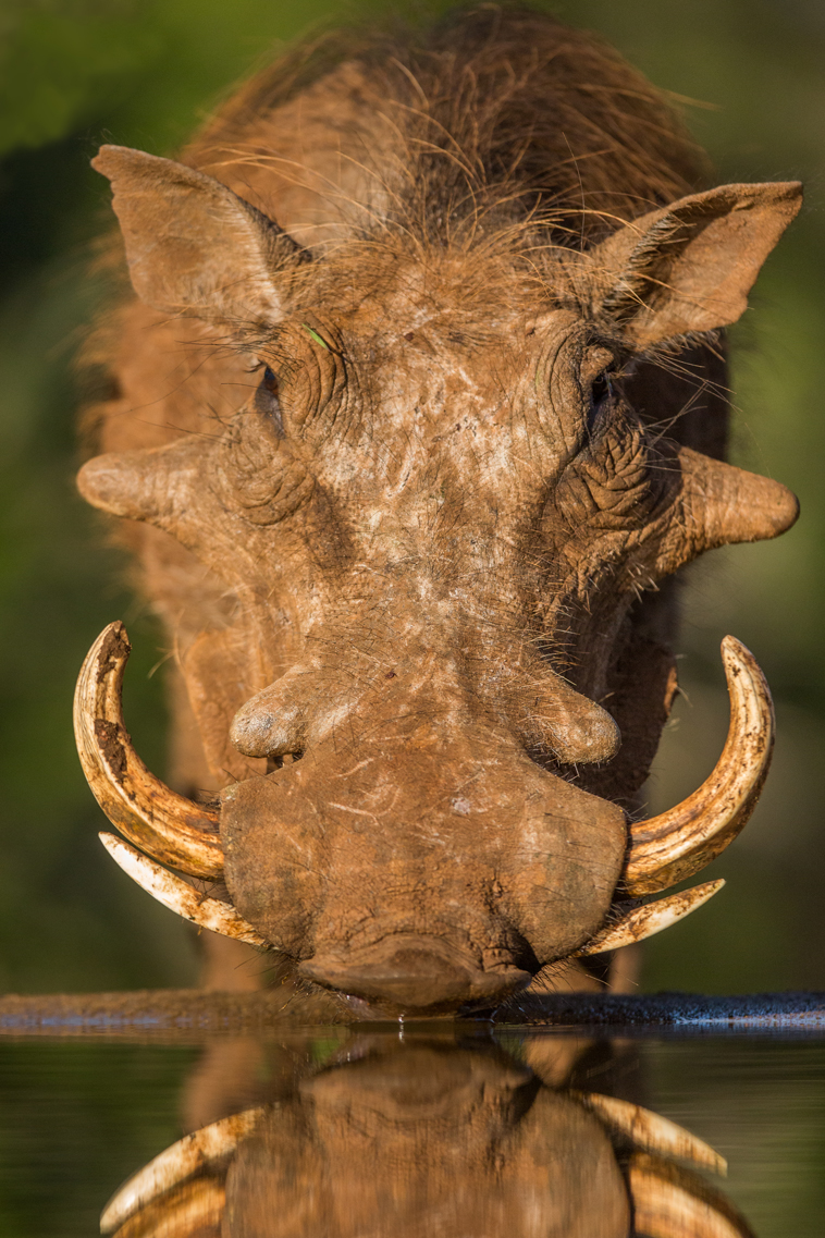 African plains game hunting safari South Africa.  Warthog