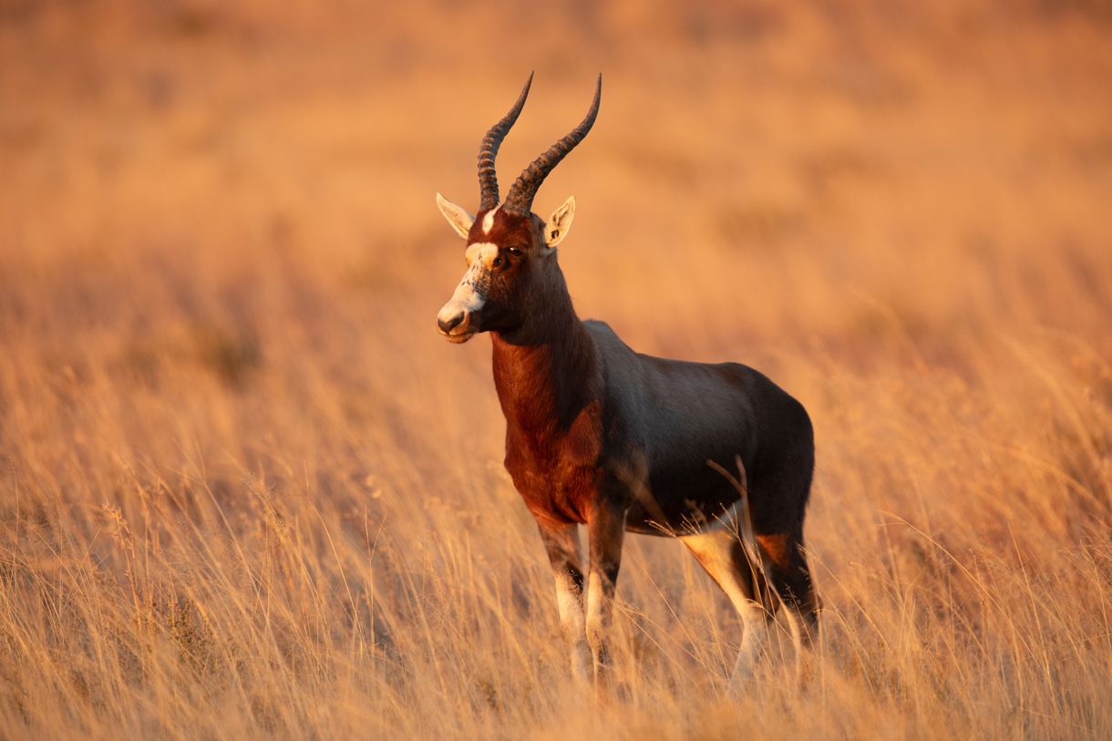 African plains game hunting safari South Africa.  Blesbuck