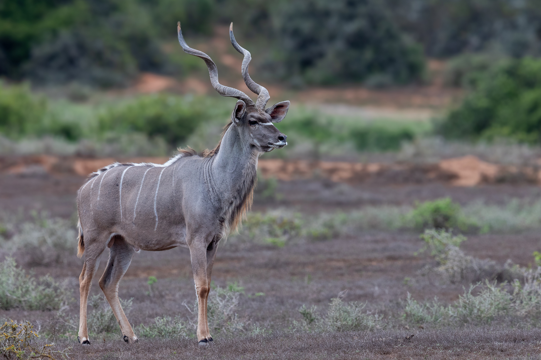 African plains game hunting safari South Africa.  Kudu bull