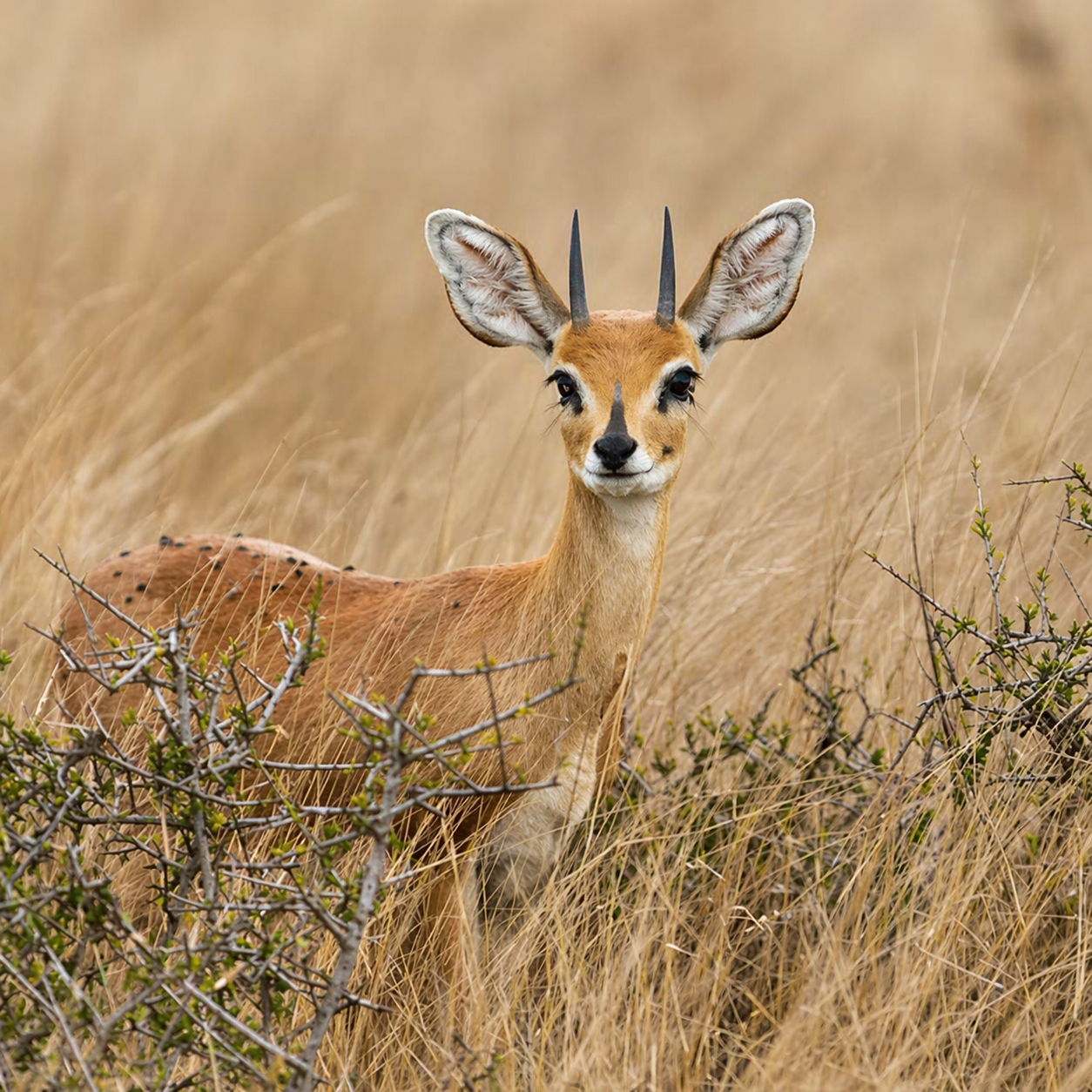 Tiny 10 Hunting in Southern Africa. 