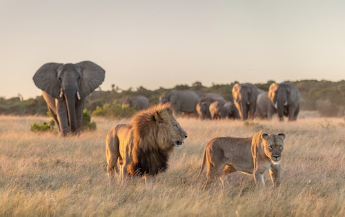 Big 5 Private Gamer Reserve in the Eastern Cape. 