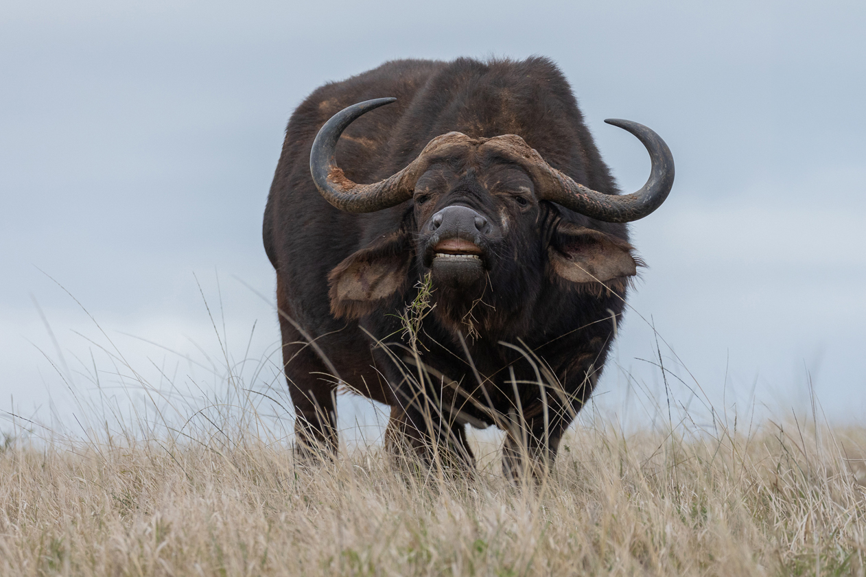 African plains game hunting safari South Africa.  Buffalo Experience