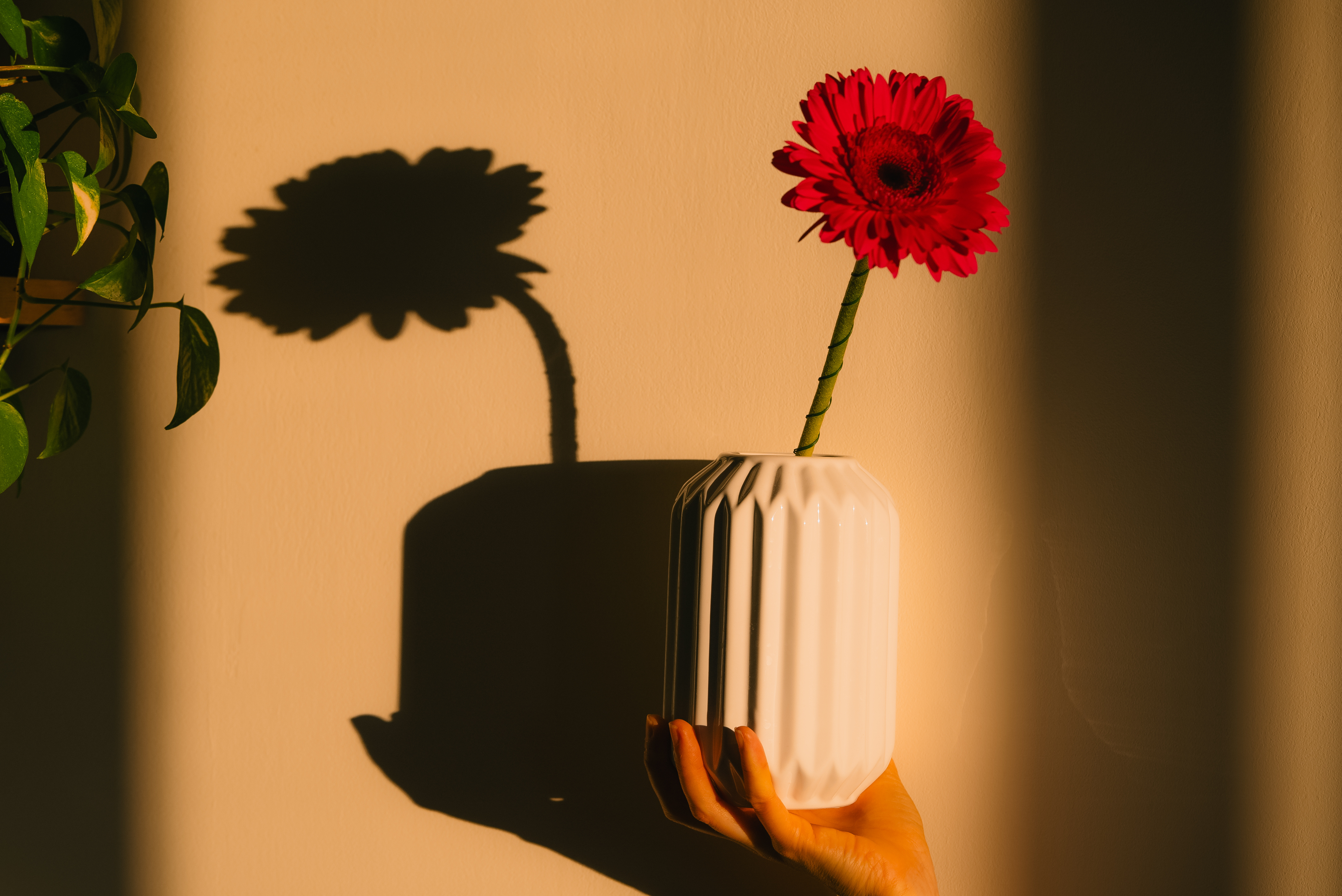Hand holding flower in vase stock image