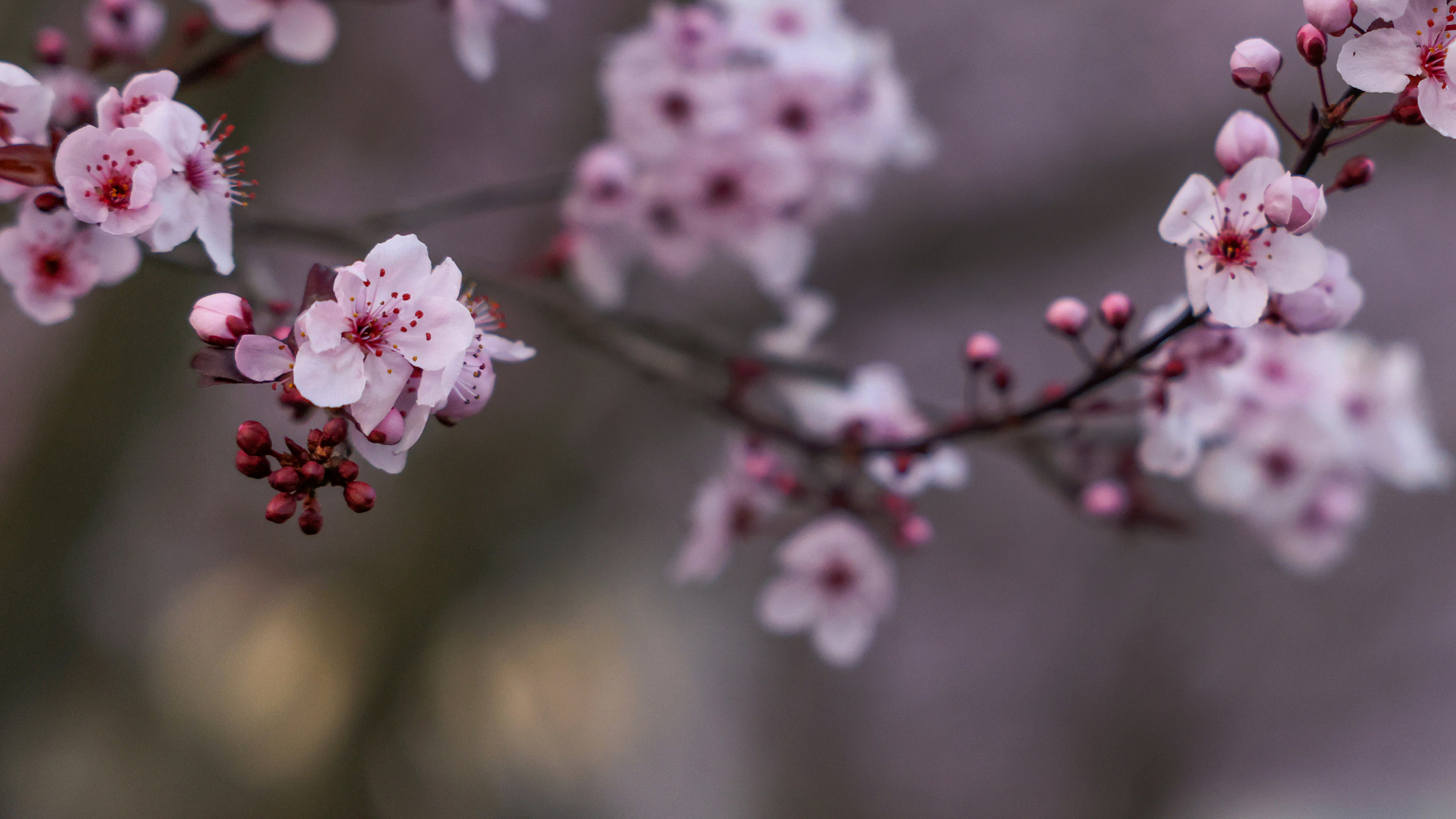 Cherry Blossom Festival