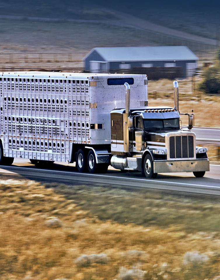 Livestock Transport Software