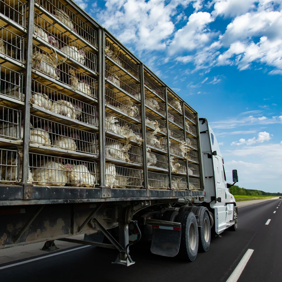 Livestock Hauling Chickens