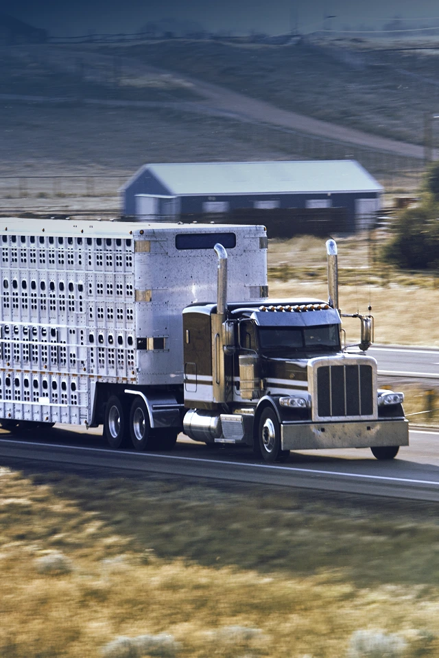 Livestock Transportation