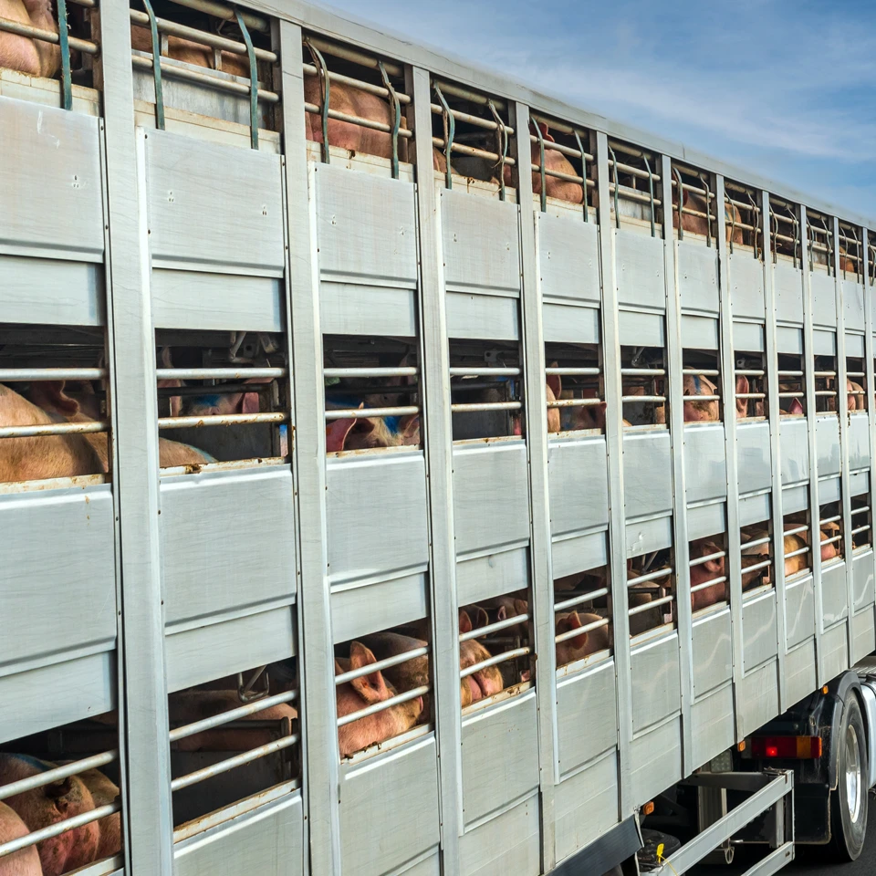 Animal Welfare - Pigs in truck