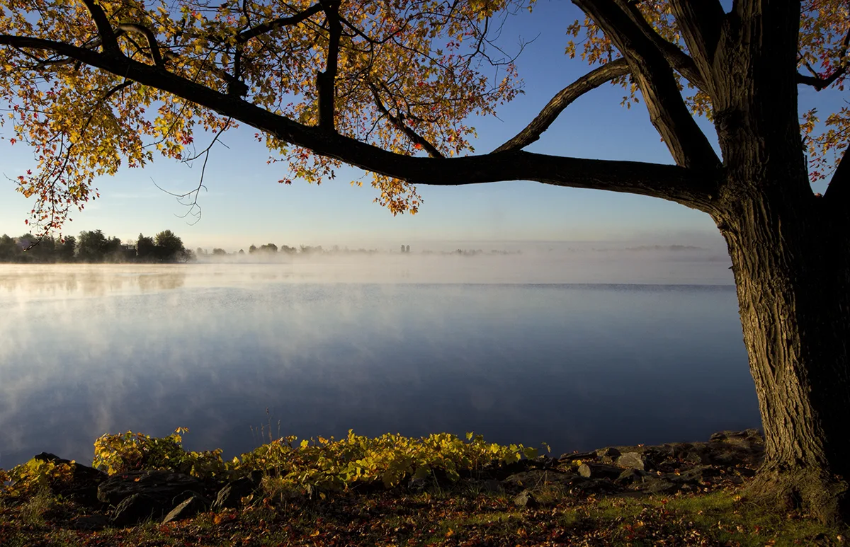 Un paysage de lac embrumé au lever du soleil, cadré par une branche d'automne et un tronc d'arbre au premier plan.