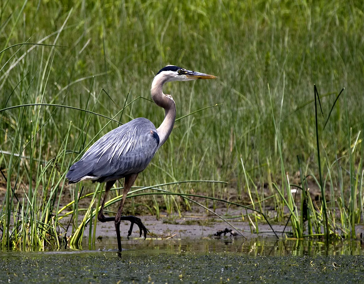 Un grand héron bleu debout dans l'eau peu profonde et les algues d'un marais herbeux.
