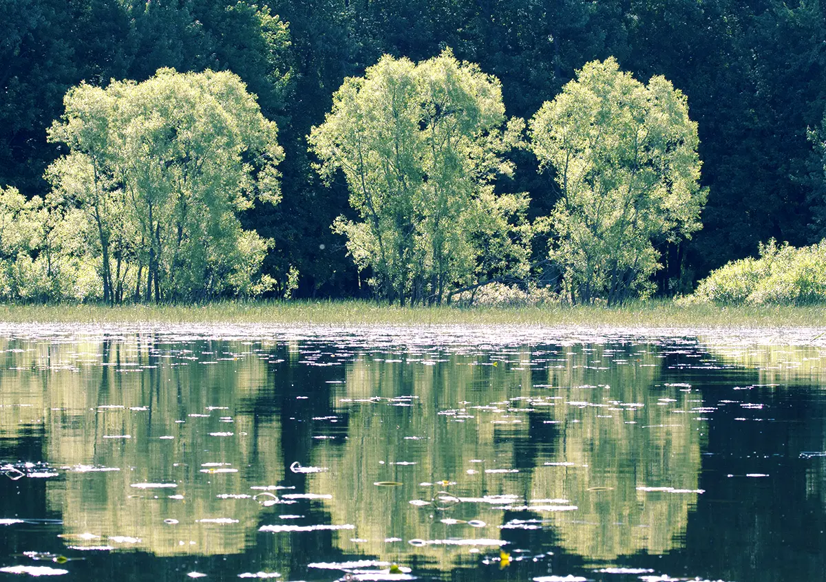 Trois arbres vert vif se reflétant dans l'eau sombre d'un lac, avec une forêt sombre en arrière-plan.
