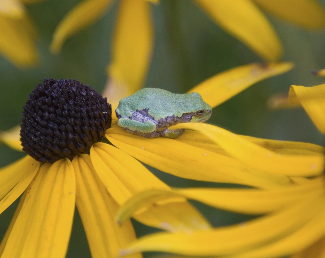 Une petite rainette verte et grise perchée sur une fleur jaune vif.