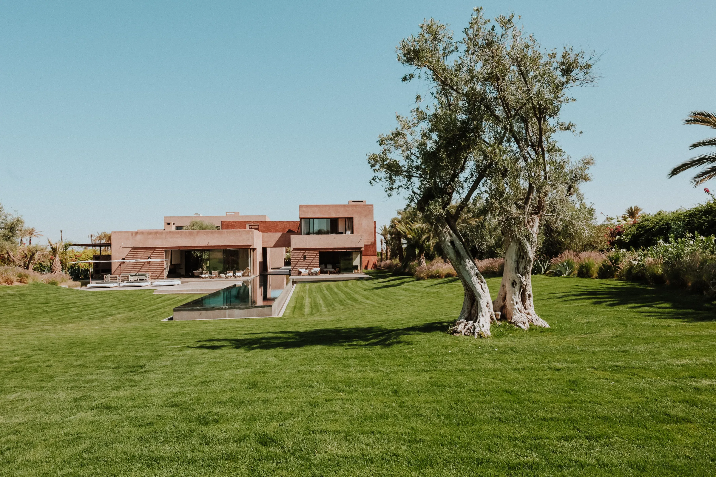 Villa Kalliope, private villa rental in the Palmeraie, Marrakech: olive tree in the garden