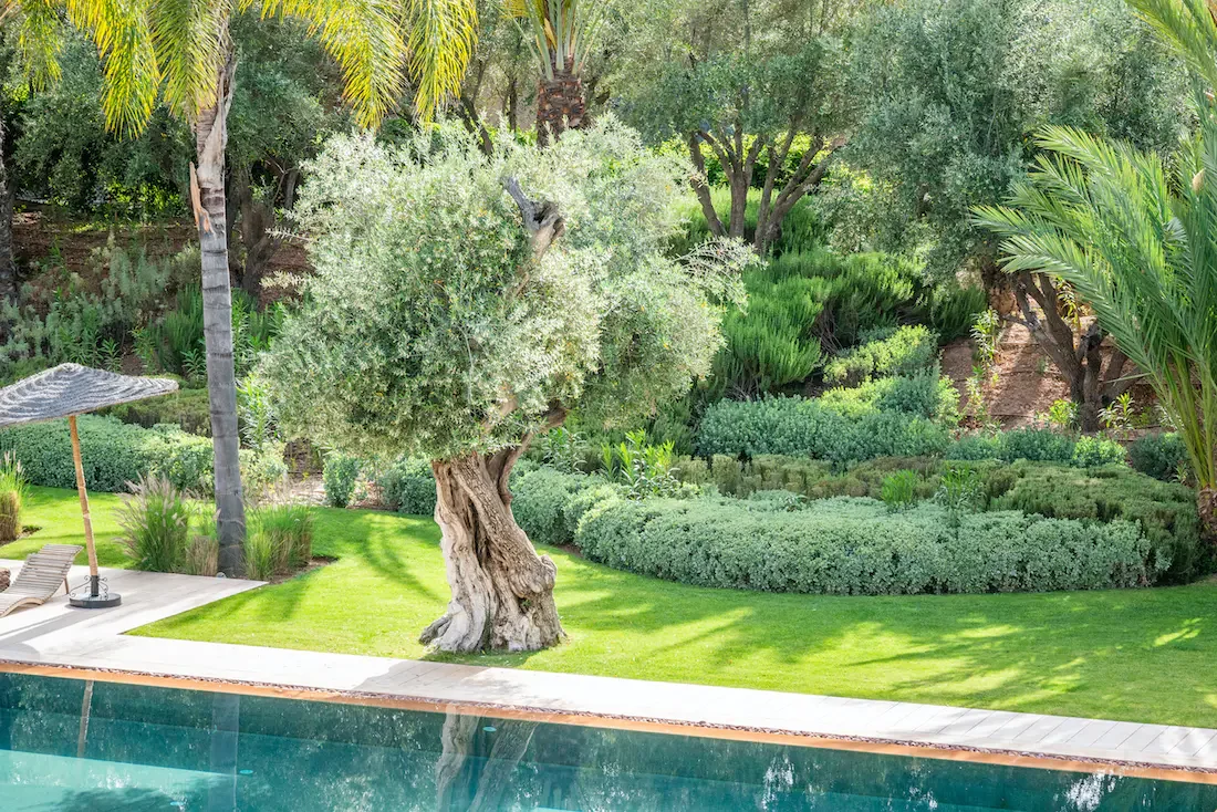 Villa Althea, private villa rental in Bab Atlas, Marrakech: olive trees and garden