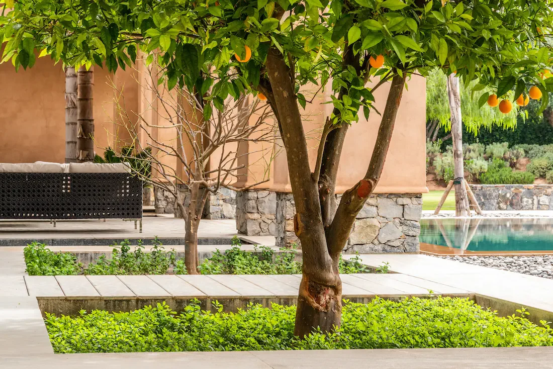 Villa Nerea, private villa rental in Bab Atlas, Marrakech: patio with tree