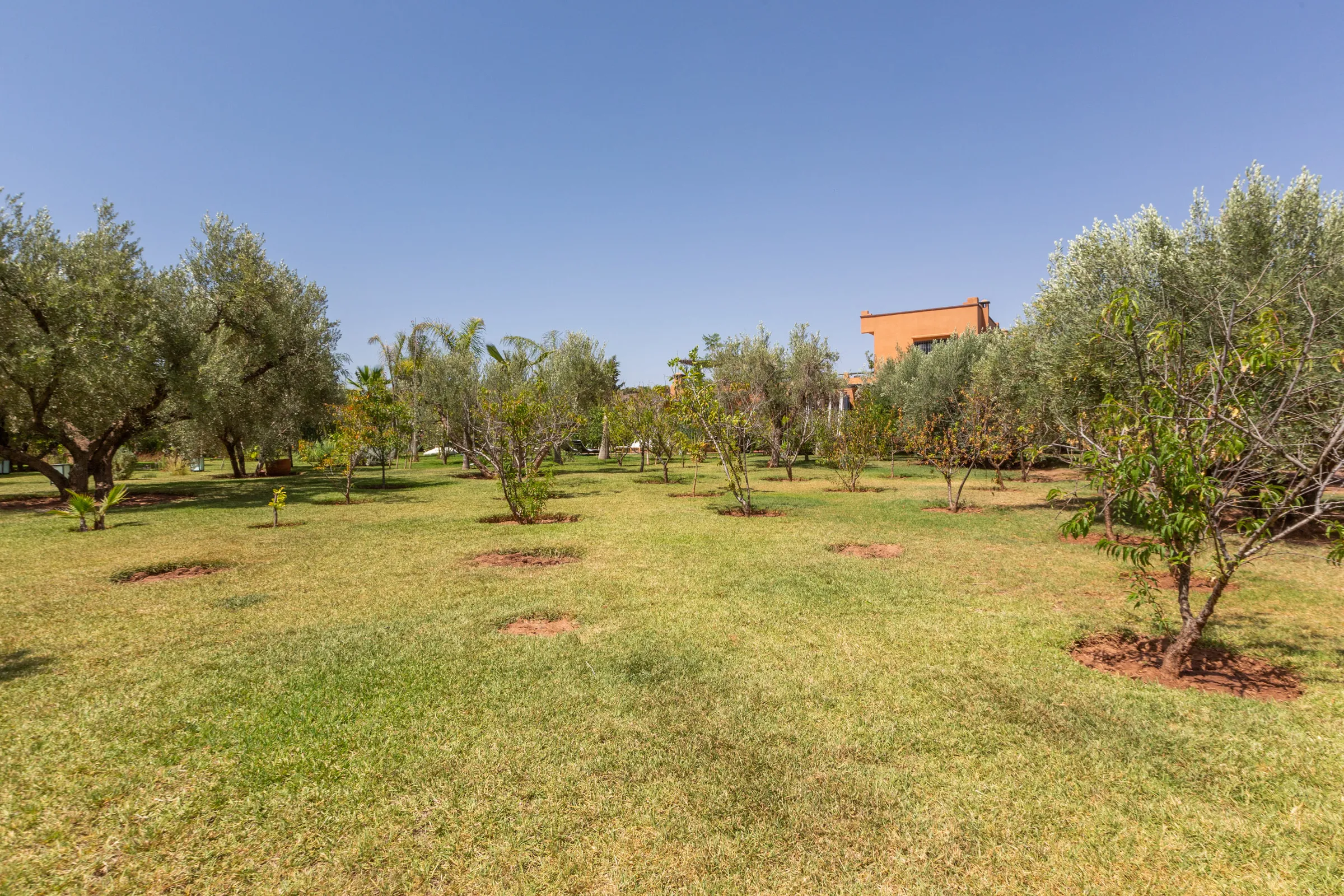 Villa Cassia, private villa rental on the Route de Tahanaout, Marrakech: lawn planted with olive trees