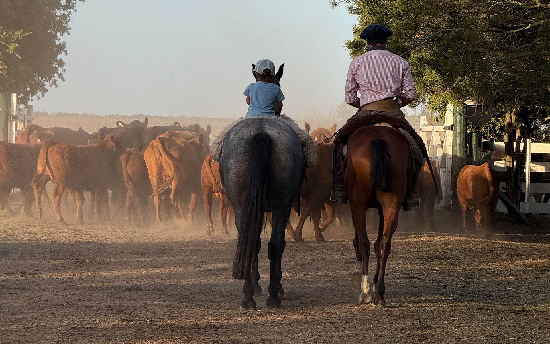 Familia arreando angus a caballo