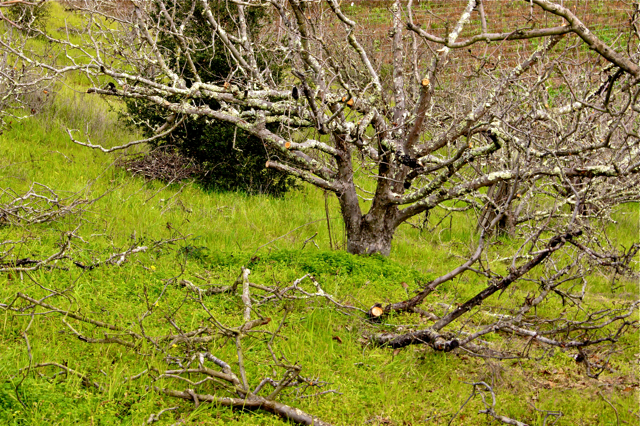 Pruned apple tree