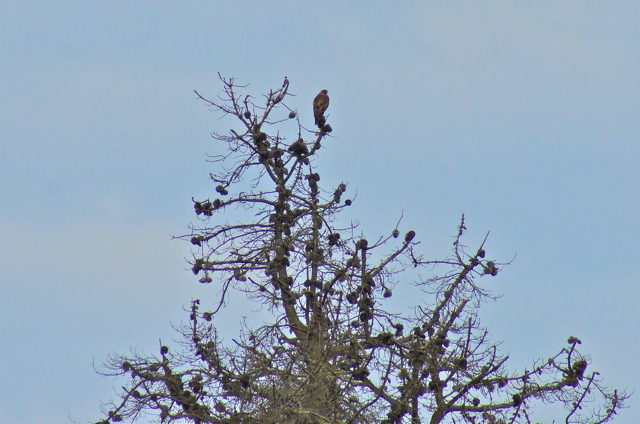 Red-tailed hawk