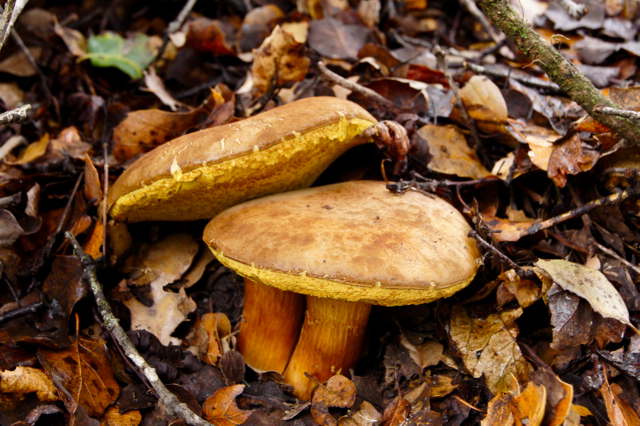 Bolete mushrooms