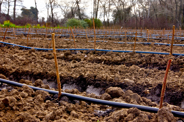Drip irrigation