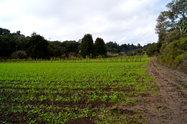 Field with cover crop