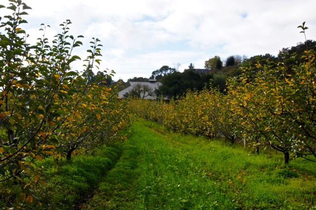 Apple trees with yellowing leaves