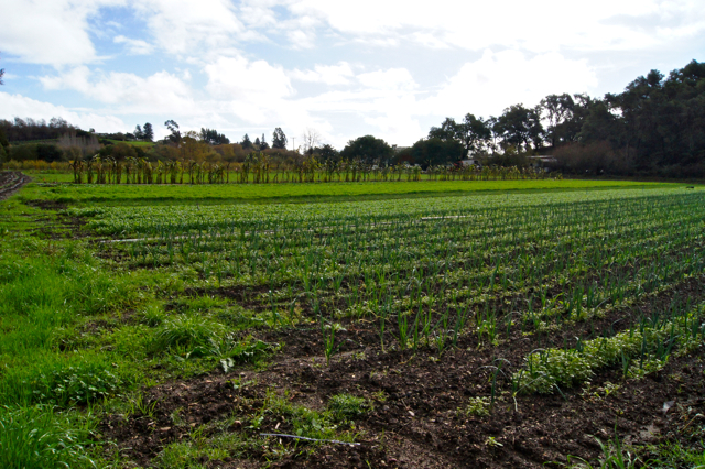 Leeks garlic and cilantro rows