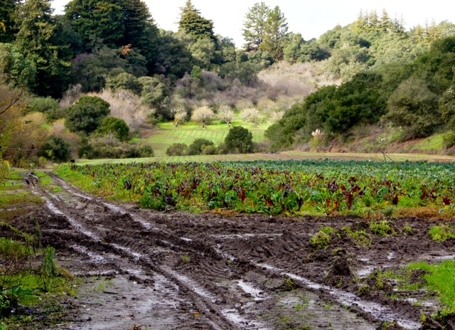 Chard and kale field
