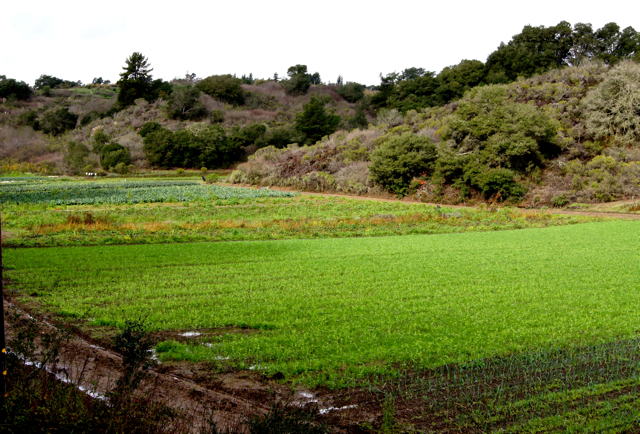 Fields with cover crop