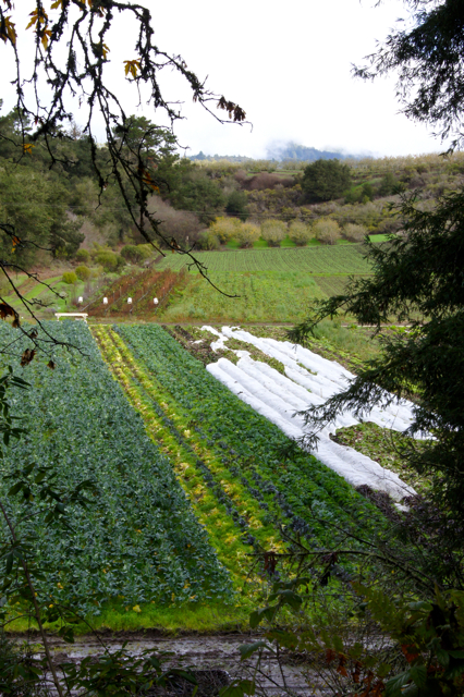 Row covers protecting crops