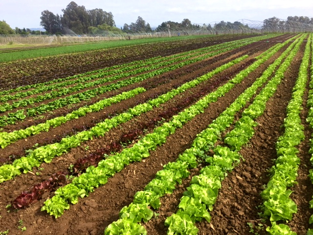 Butter lettuce
