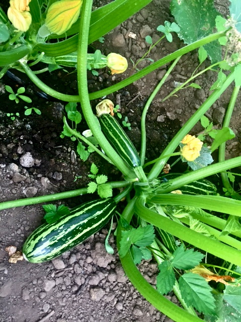 Summer squash