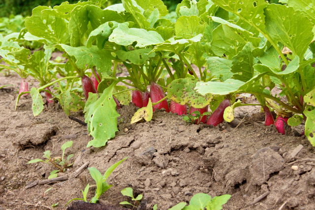Radishes